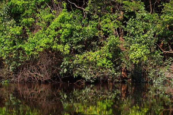 Amazon floden — Stockfoto