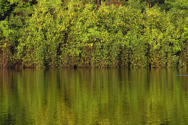 亚马逊河岸边 — 图库照片