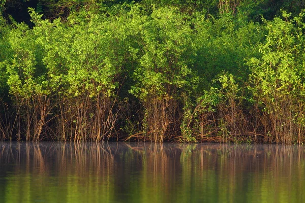 亚马逊河岸边 — 图库照片