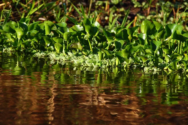 stock image Amazon Riverbank