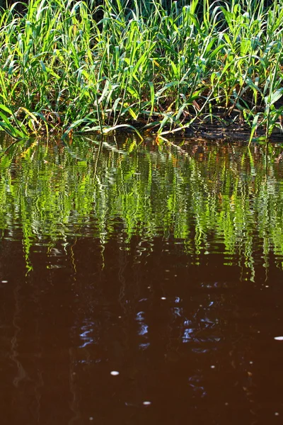 Amazon rivieroever — Stockfoto