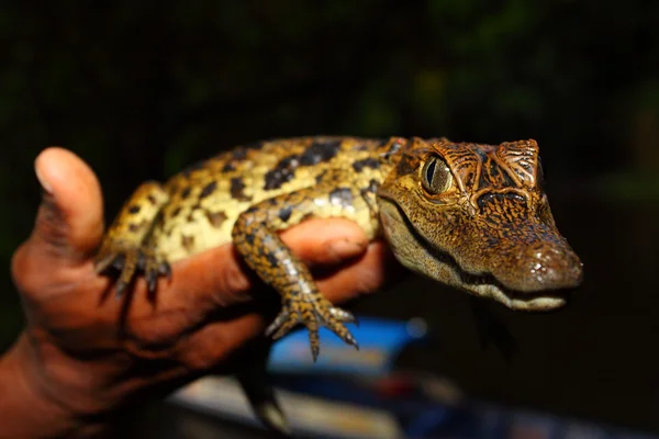 Jeune reptile caïman avec de beaux yeux — Photo