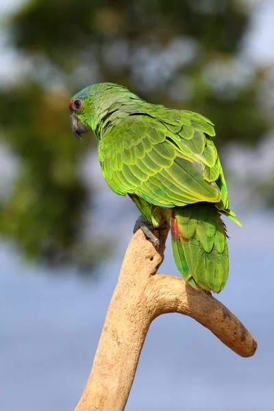 Zelený papoušek nad přirozené pozadí — Stock fotografie