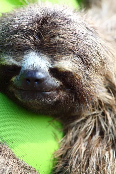 Vista da vicino del sonno bradipo gola marrone, Costa Rica — Foto Stock