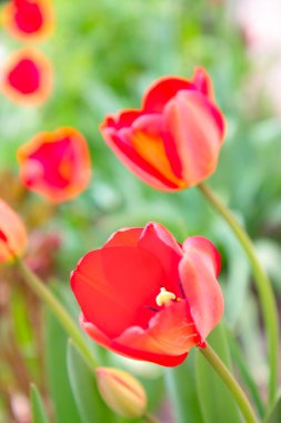 Güzel bahar çiçekleri