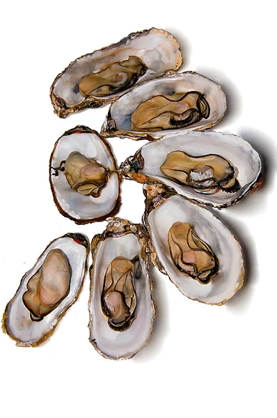 De oesters — Stockfoto