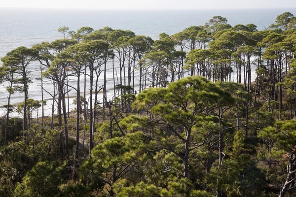 Skog vid havet — Stockfoto