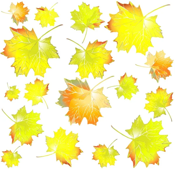 Varrat nélküli background.illustration, a levelek a juhar. — Stock Vector