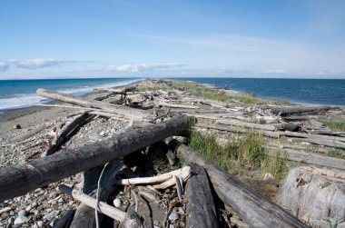 Dungeness Spit trail between surf and cal waters clipart