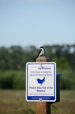 Tree swallow on audubon loop sign