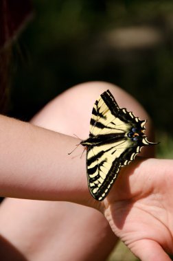 Bir çocuğun koluna oturan Oregon swallowtail kelebek