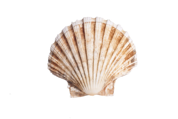 Closeup photo of scallop shell