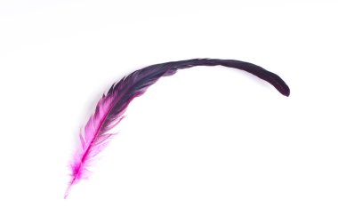 Stock photo of bright pink feather clipart