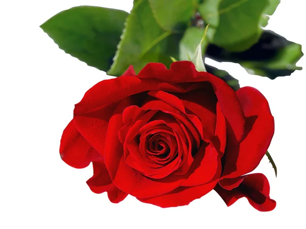 Red rose on white. Stock Image