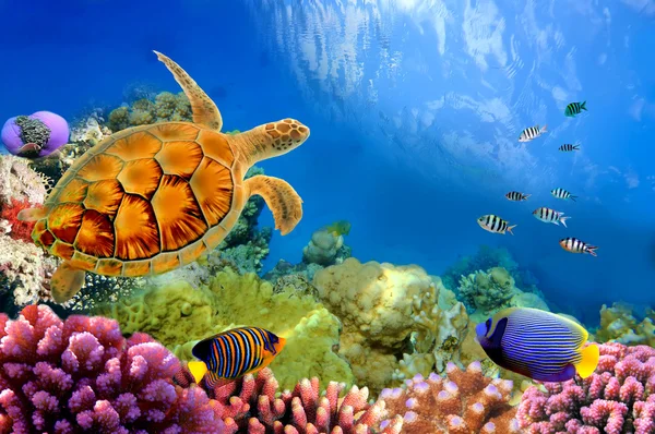 Foto de uma colônia de coral e tartaruga — Fotografia de Stock