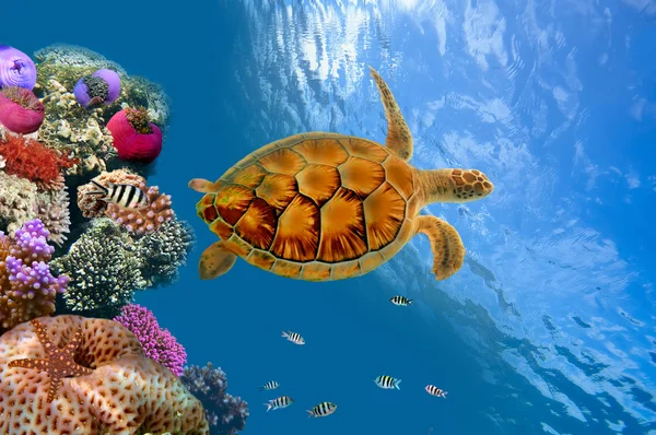 Korálový útes a želva — Stock fotografie