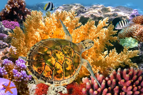 Iki butterflyfishes ve kaplumbağa ile sualtı manzara — Stok fotoğraf