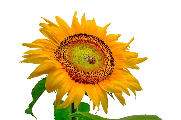 Yellow sunflower and ladybird — Stock Photo, Image