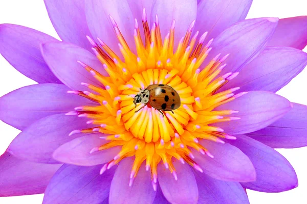 紫色睡莲和瓢虫 — 图库照片