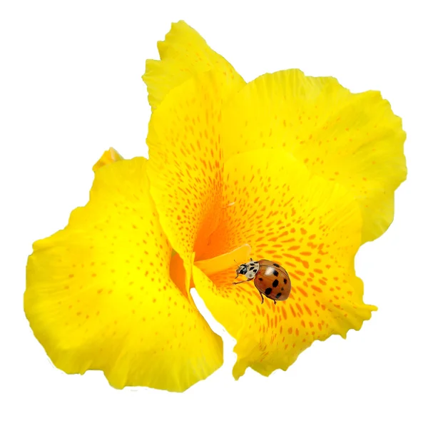 Gele canna bloem en lieveheersbeestje — Stockfoto