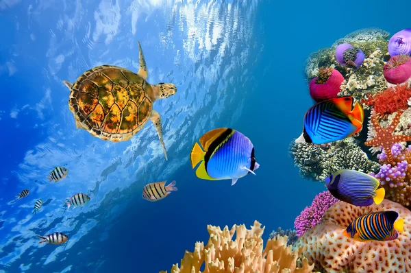 Underwater landscape with couple of Butterflyfishes and turtle Stock Photo