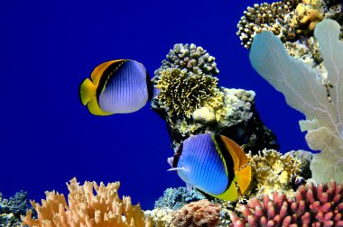 Chaetodon vagabundus and coral reef clipart