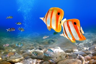 Copperband butterflyfish clipart