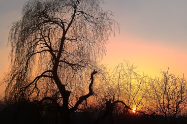 African sunset with tree clipart