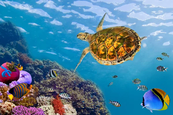 Underwater landscape with couple of Butterflyfishes and turtle — Stock Photo, Image