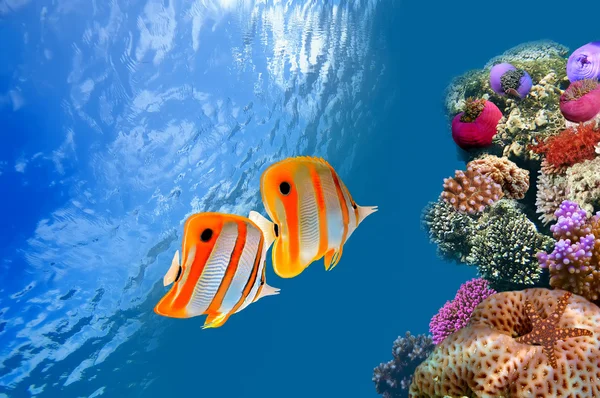Coral reef and Copperband butterflyfish (Chelmon rostratus) — Stock Photo, Image