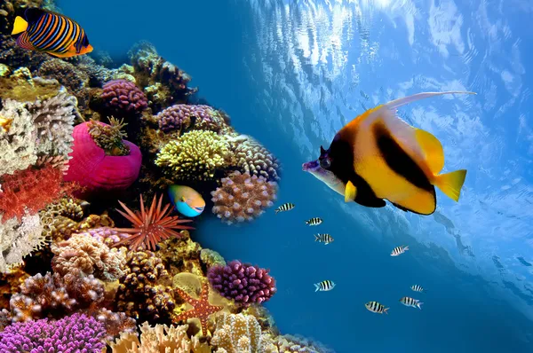 Foto de una colonia de coral en lo alto de un arrecife, Mar Rojo, Egipto —  Fotos de Stock