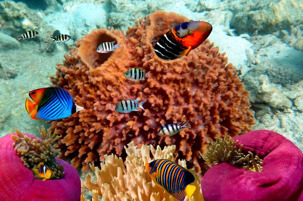 Foto einer Korallenkolonie auf einer Riffspitze — Stockfoto