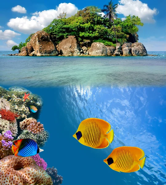 珊瑚殖民地在礁石上面的照片 — 图库照片