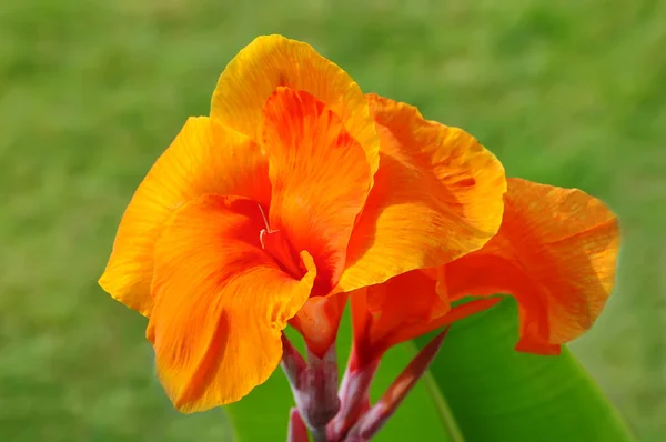 Narancssárga canna virág növények — Stock Fotó