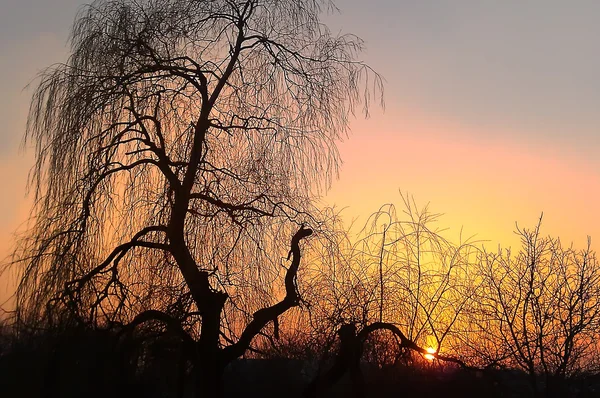 stock image African sunset with tree