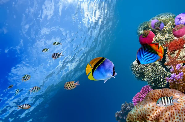 Animales marinos fotos de stock, imágenes de Animales marinos sin royalties  | Depositphotos
