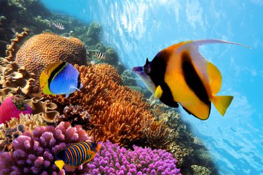 Coral reef clipart