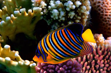 Regal angelfish (pygoplites diacanthus) clipart