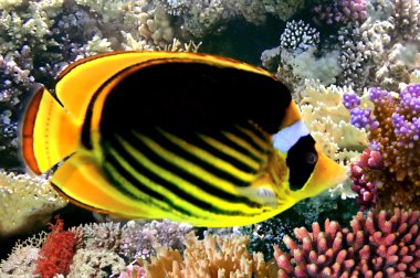 Kızıldeniz Rakun Butterflyfish (Chaetodon fasciatus)