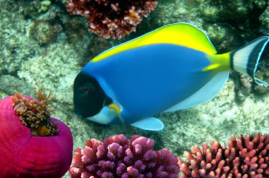 Powder Blue Tang (Acanthurus leucosternon) clipart