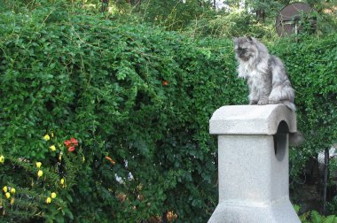 huis kat in de tuin