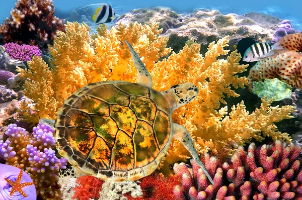 Paisaje submarino con par de Butterflyfishes y tortuga —  Fotos de Stock