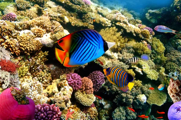 Коралловая сцена, снятая в Красном море — стоковое фото