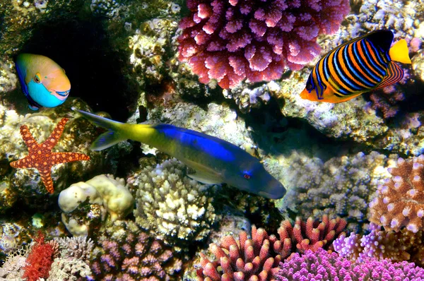 A korall zátony tetején kolónia-fotó — Stock Fotó