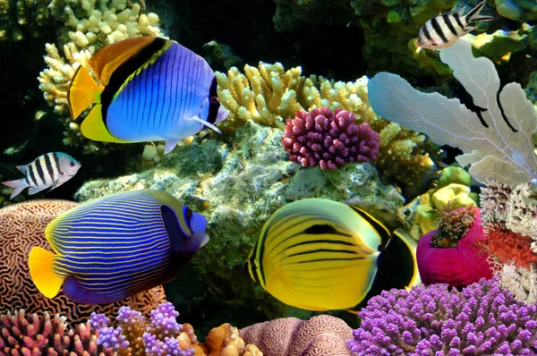 Foto av en korall koloni på toppen av en reef — Stockfoto