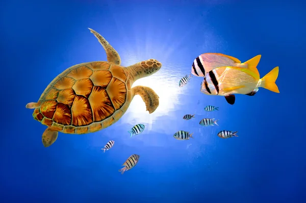 Kilpikonna veden alla syvässä ja auringonvalossa — kuvapankkivalokuva