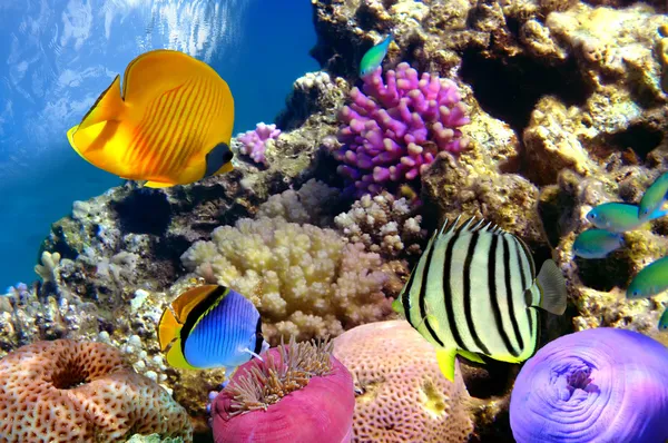 Coral reef en tropische vissen in de rode zee — Stockfoto