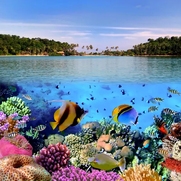 Foto einer Korallenkolonie Stockbild