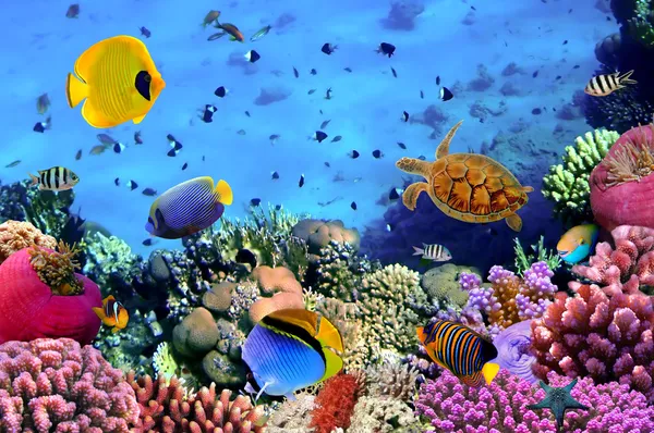 Foto af en koralkoloni Stock-foto