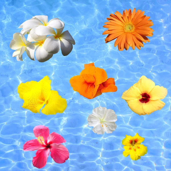 Tropische bloemen zweven in blauw water — Stockfoto